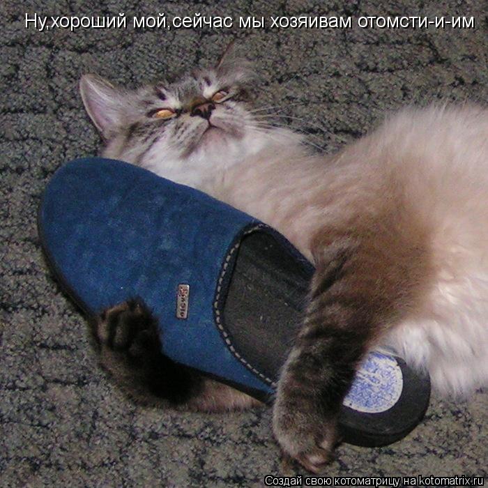 Ну,хороший мой,сейчас мы хозяивам отомсти-и-им... Котоматрица: Ну,хороший мой,сейчас мы хозяивам отомсти-и-им