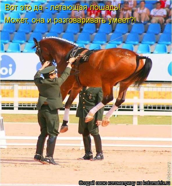 Котоматрица: Вот это да - летающая лошадь! Может, она и разговаривать умеет?!