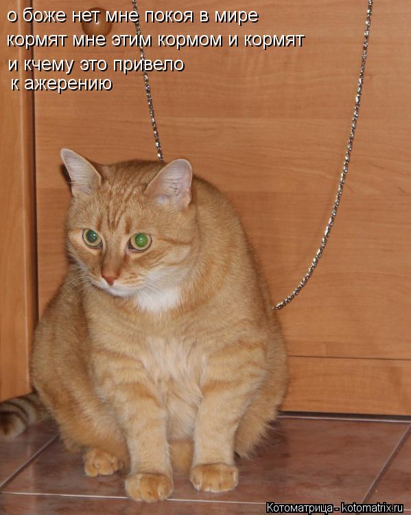 о боже нет мне покоя в мире кормят мне этим кормом и кормят и кчему это привело к ажерению... Котоматрица: о боже нет мне покоя в мире кормят мне этим кормом и кормят и кчему это привело к ажерению
