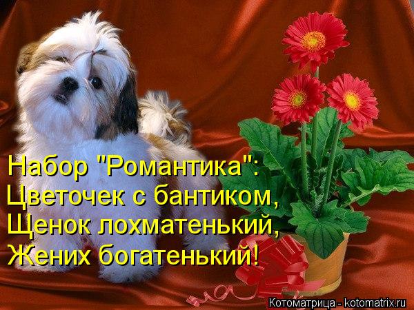 Набор "Романтика": Цветочек с бантиком, Щенок лохматенький, Жених богатенький!... Котоматрица: Набор "Романтика": Цветочек с бантиком, Щенок лохматенький, Жених богатенький!