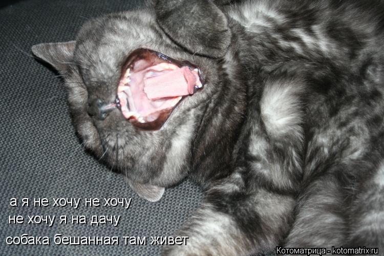 а я не хочу не хочу не хочу я на дачу собака бешанная там живет... Котоматрица: а я не хочу не хочу не хочу я на дачу собака бешанная там живет