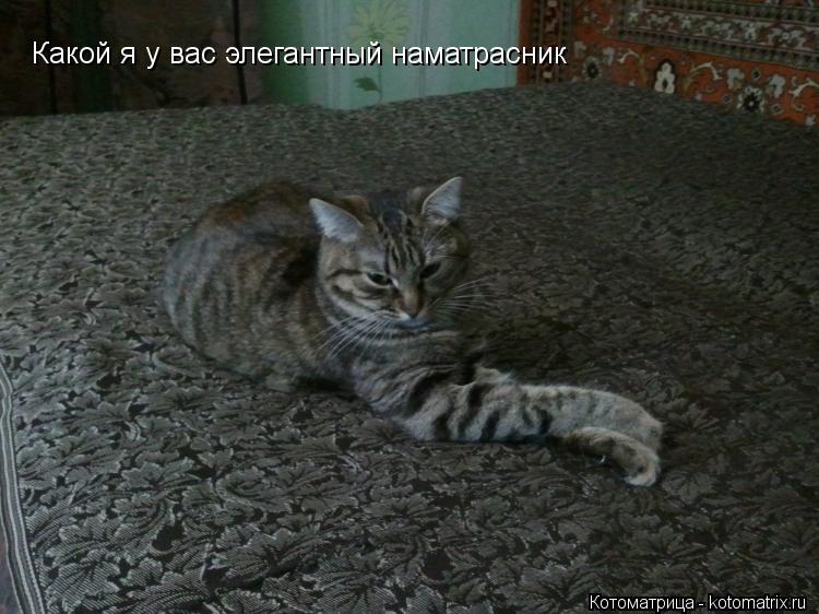 Котоматрица: Какой я у вас элегантный наматрасник