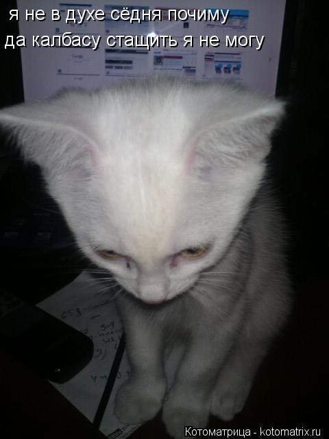 я не в духе сёдня почиму да калбасу стащить я не могу... Котоматрица: я не в духе сёдня почиму да калбасу стащить я не могу