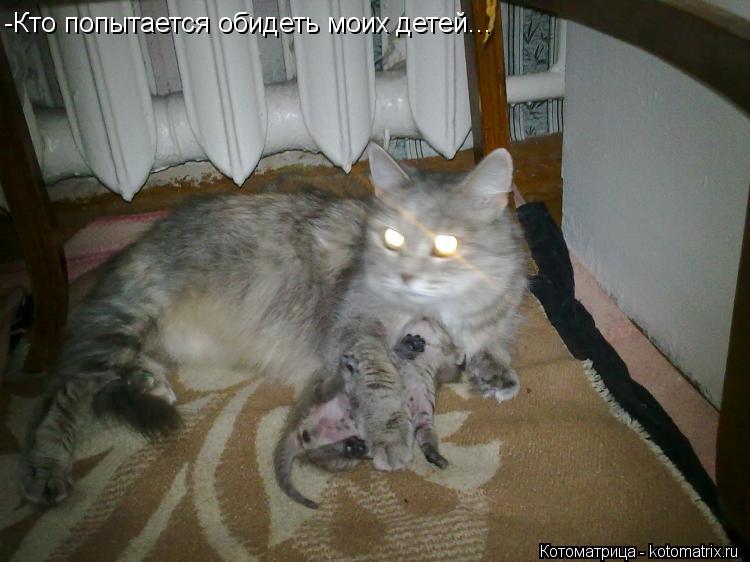 Котоматрица: -Кто попытается обидеть моих детей...