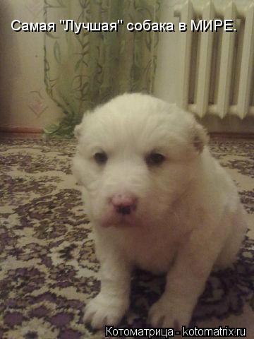 Котоматрица: Самая "Лучшая" собака в МИРЕ.