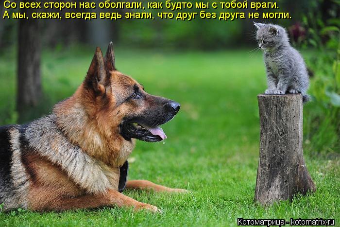 Со всех сторон нас оболгали, как будто мы с тобой враги. А мы, скажи, всегда ведь знали, что друг без... Котоматрица: Со всех сторон нас оболгали, как будто мы с тобой враги. А мы, скажи, всегда ведь знали, что друг без друга не могли.