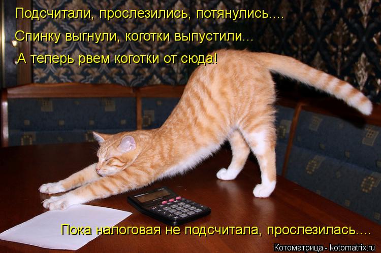 Котоматрица: Подсчитали, прослезились, потянулись.... Спинку выгнули, коготки выпустили... А теперь рвем коготки от сюда! Пока налоговая не подсчитала, про