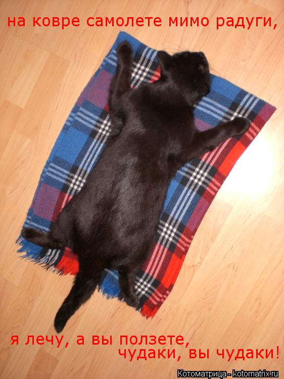 Котоматрица: на ковре самолете мимо радуги, я лечу, а вы ползете, чудаки, вы чудаки!