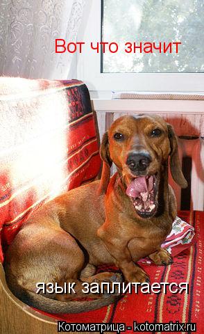 Вот что значит язык заплитается... Котоматрица: Вот что значит язык заплитается