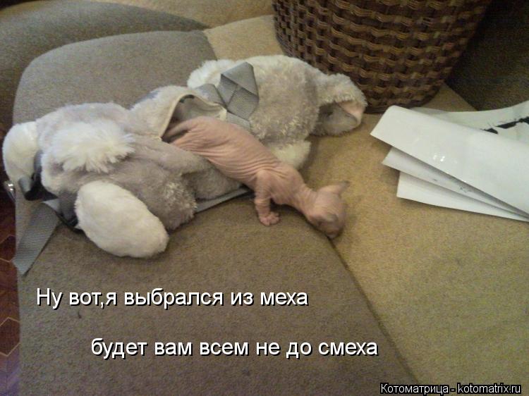 Котоматрица: Ну вот,я выбрался из меха будет вам всем не до смеха