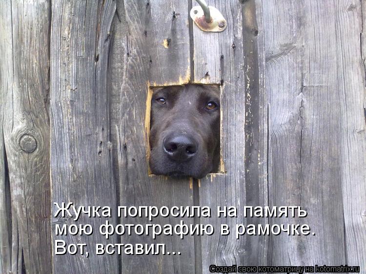 Котоматрица: Жучка попросила на память  мою фотографию в рамочке. Вот, вставил...