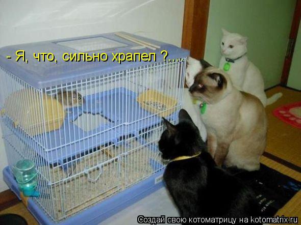 Котоматрица: - Я, что, сильно храпел ?....