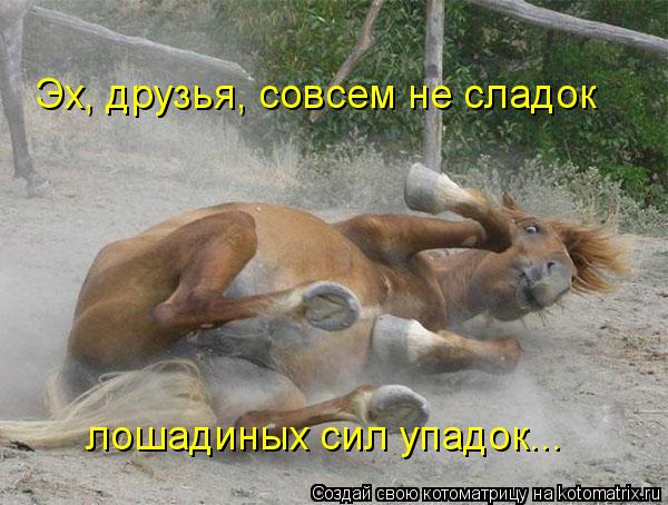 Котоматрица: Эх, друзья, совсем не сладок лошадиных сил упадок...