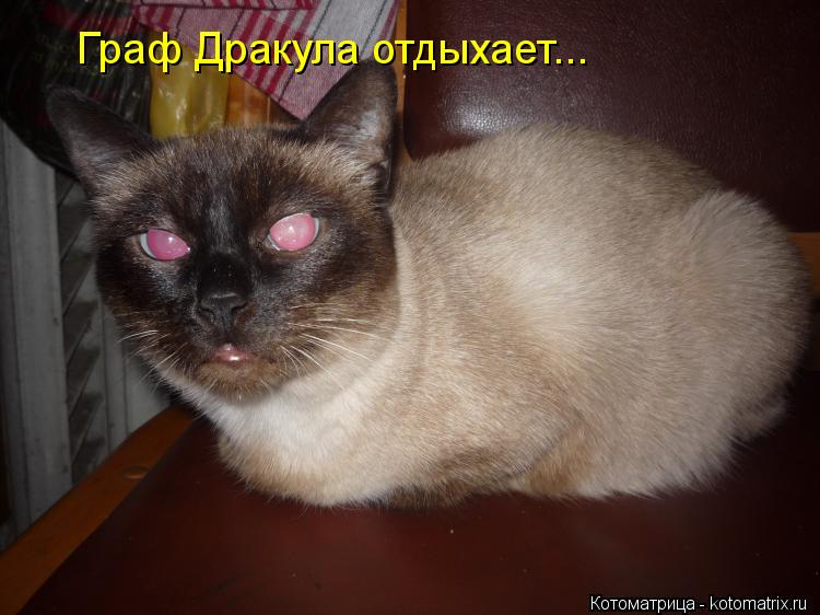 Котоматрица: Граф Дракула отдыхает...