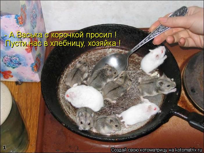 Котоматрица: - А Васька с корочкой просил ! Пусти нас в хлебницу, хозяйка !