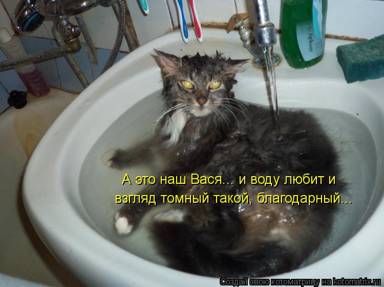 А это наш Вася... и воду любит и взгляд томный такой, благодарный...... Котоматрица: А это наш Вася... и воду любит и взгляд томный такой, благодарный...