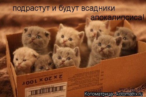 подрастут и будут всадники апокалипсиса!... Котоматрица: подрастут и будут всадники апокалипсиса!