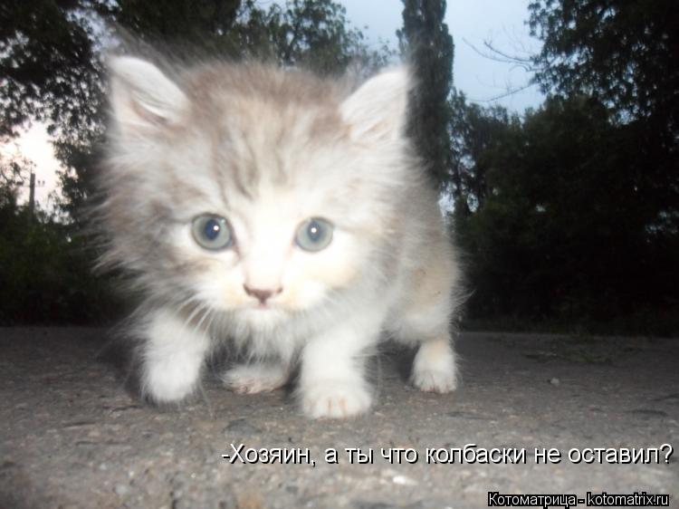 Котоматрица: -Хозяин, а ты что колбаски не оставил?