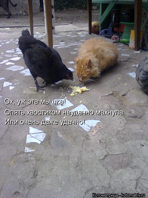 Котоматрица: Ох, уж эта мышка! Опять хвостиком неудачно махнула... Или очень даже удачно!