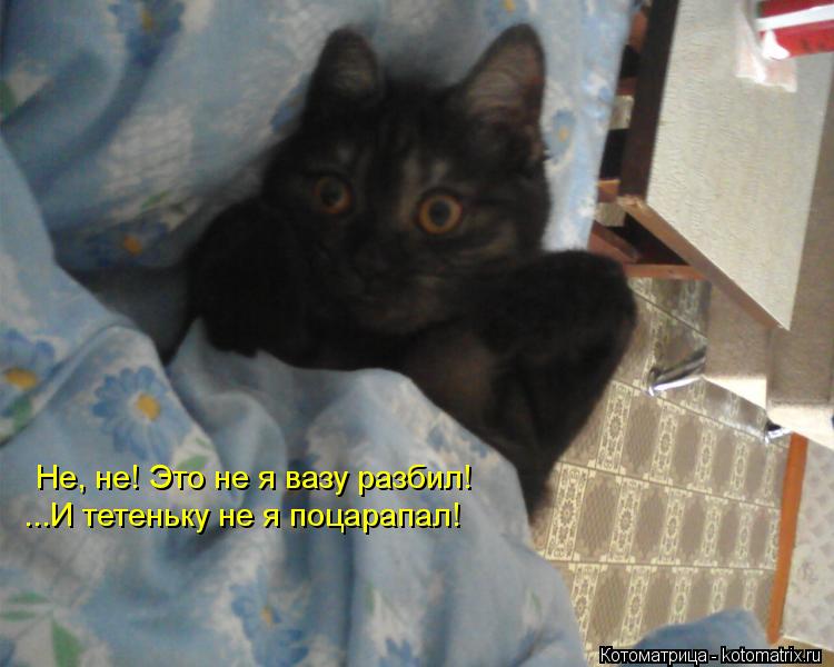 Котоматрица: Не, не! Это не я вазу разбил! ...И тетеньку не я поцарапал!