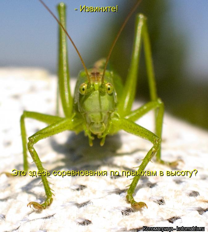 Котоматрица: - Извините! Это здесь соревнования по прыжкам в высоту?