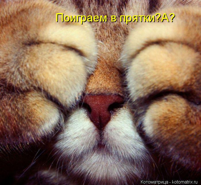 Поиграем в прятки?А?... Котоматрица: Поиграем в прятки?А?