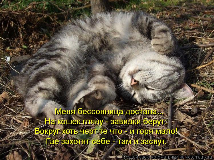 Меня бессонница достала... На кошек гляну - завидки берут: Вокруг хоть черт те что - и горя мало! Где... Котоматрица: Меня бессонница достала... На кошек гляну - завидки берут: Вокруг хоть черт те что - и горя мало! Где захотят себе - там и заснут.