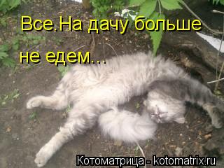 Все.На дачу больше не едем...... Котоматрица: Все.На дачу больше не едем...