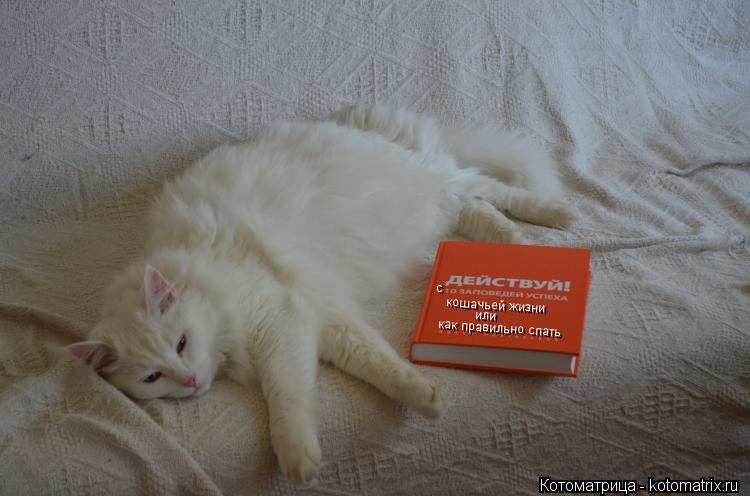 с кошачьей жизни или как правильно спать... Котоматрица: с кошачьей жизни или как правильно спать