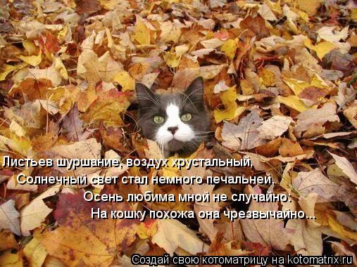 Котоматрица: Листьев шуршание, воздух хрустальный, Солнечный свет стал немного печальней. Осень любима мной не случайно: На кошку похожа она чрезвычайн