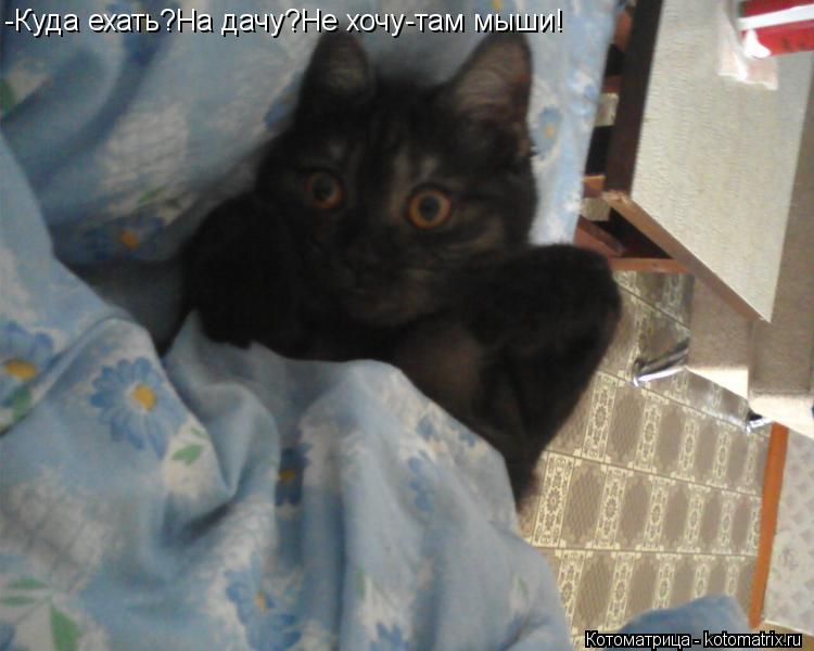 Котоматрица: -Куда ехать?На дачу?Не хочу-там мыши!
