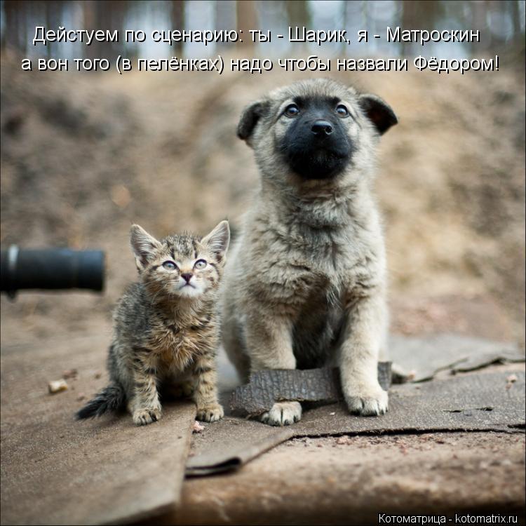 Котоматрица: Дейстуем по сценарию: ты - Шарик, я - Матроскин а вон того (в пелёнках) надо чтобы назвали Фёдором!