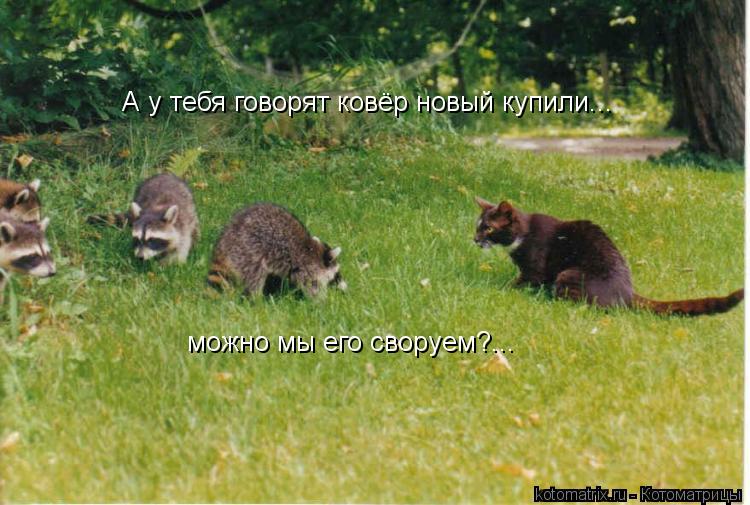 Котоматрица: А у тебя говорят ковёр новый купили... можно мы его своруем?...