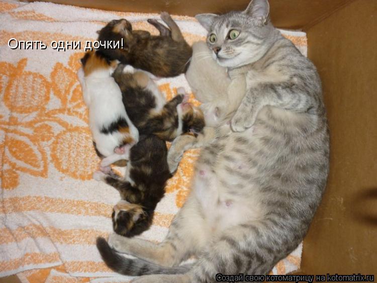 Котоматрица: Опять одни дочки!