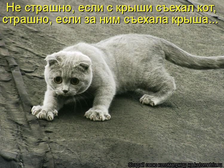 Котоматрица: Не страшно, если с крыши съехал кот, страшно, если за ним съехала крыша...