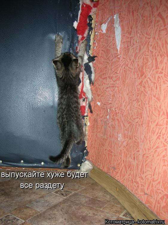 Котоматрица: выпускайте хуже будет все раздету