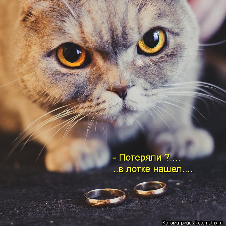 Котоматрица: - Потеряли ?.... ..в лотке нашел....