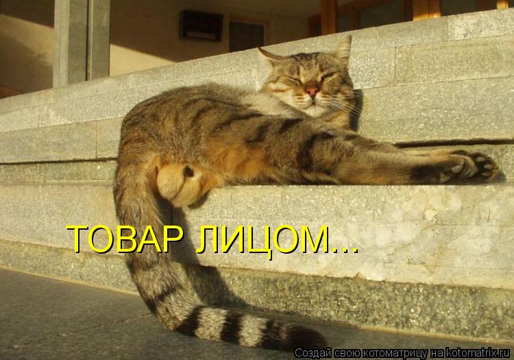 ТОВАР ЛИЦОМ...... Котоматрица: ТОВАР ЛИЦОМ...