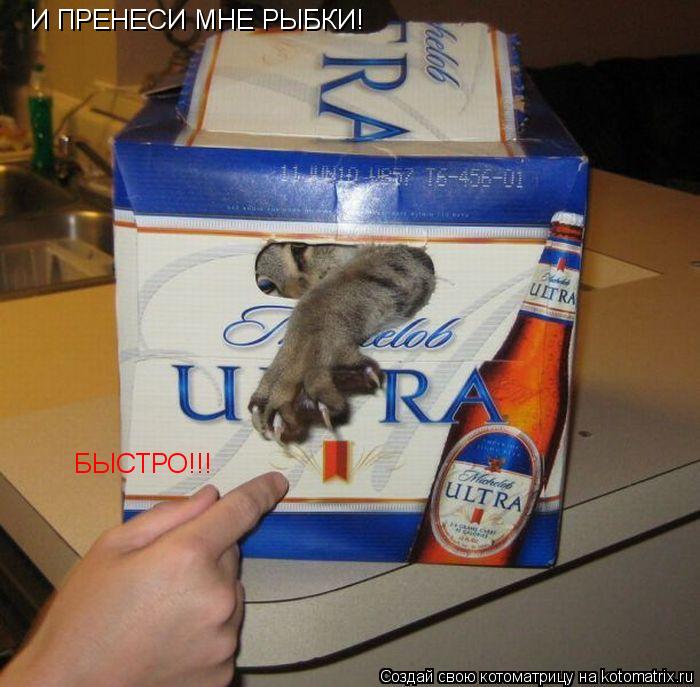 Котоматрица: И ПРЕНЕСИ МНЕ РЫБКИ! БЫСТРО!!!