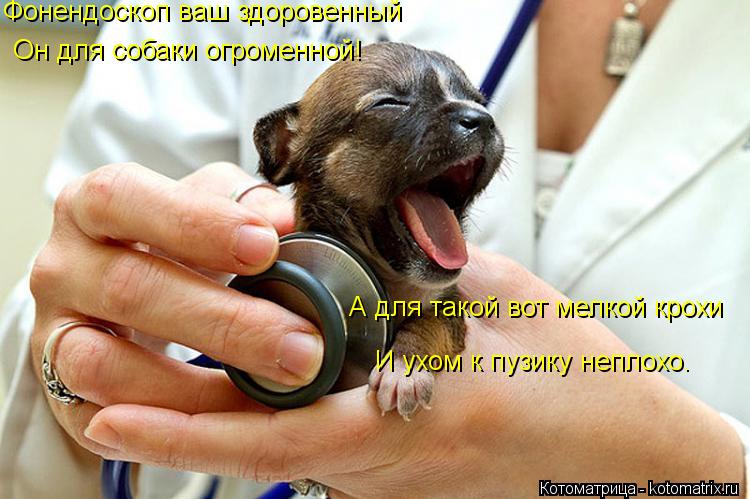 Котоматрица: Фонендоскоп ваш здоровенный Он для собаки огроменной! А для такой вот мелкой крохи И ухом к пузику неплохо.