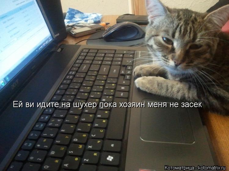Ей ви идите на шухер пока хозяин меня не засек... Котоматрица: Ей ви идите на шухер пока хозяин меня не засек