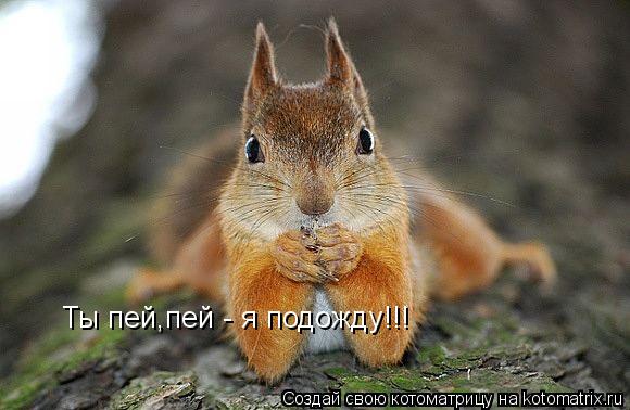 Котоматрица: Ты пей,пей - я подожду!!!