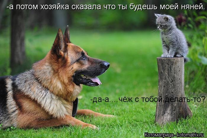-а потом хозяйка сказала что ты будешь моей няней. -да-а....чёж с тобой делать-то?... Котоматрица: -а потом хозяйка сказала что ты будешь моей няней. -да-а....чёж с тобой делать-то?