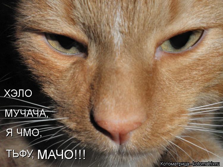 ХЭЛО МУЧАЧА, Я ЧМО, ТЬФУ, МАЧО!!!... Котоматрица: ХЭЛО МУЧАЧА, Я ЧМО, ТЬФУ, МАЧО!!!