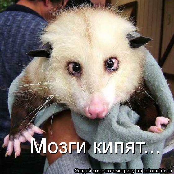 Мозги кипят...... Котоматрица: Мозги кипят...