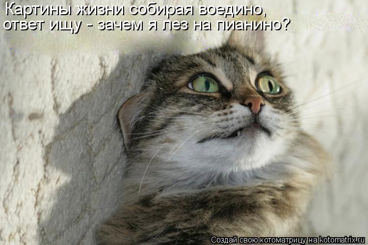 Картины жизни собирая воедино, ответ ищу - зачем я лез на пианино?... Котоматрица: Картины жизни собирая воедино, ответ ищу - зачем я лез на пианино?