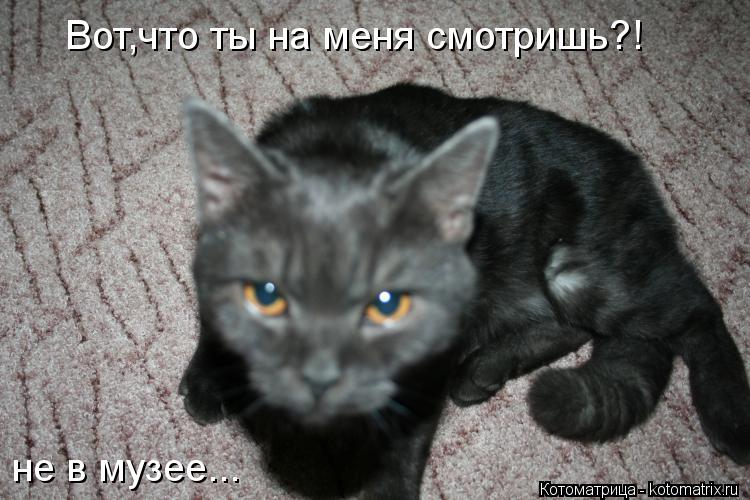 Котоматрица: Вот,что ты на меня смотришь?! не в музее...