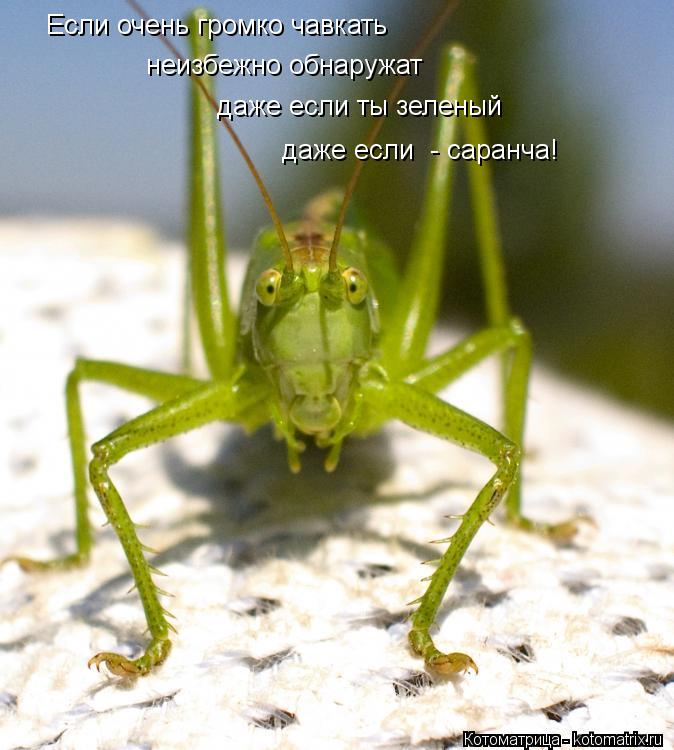 Котоматрица: Если очень громко чавкать неизбежно обнаружат даже если ты зеленый даже если  - саранча!