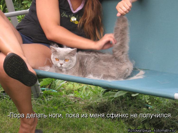 Котоматрица: -Пора делать ноги, пока из меня сфинкс не получился.