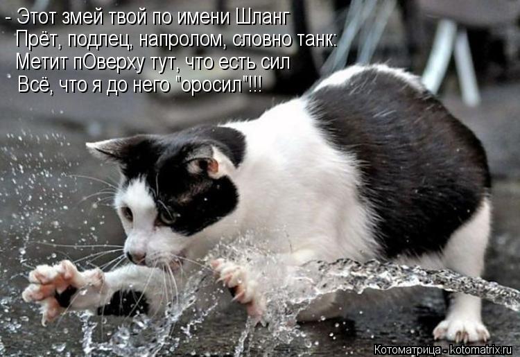 Котоматрица: - Этот змей твой по имени Шланг Прёт, подлец, напролом, словно танк:  Метит пОверху тут, что есть сил Всё, что я до него "оросил"!!!